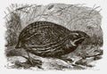 Common quail, coturnix sitting on the ground between grasses