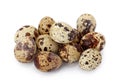 Common Quail eggs