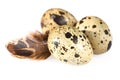 Common quail eggs Royalty Free Stock Photo