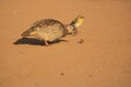 A Common Quail feeding on seeds on the ground Royalty Free Stock Photo