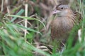 Common quail