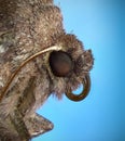 Common Quaker Moth Macro Profile