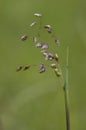 Common Quaking Grass - Briza media Royalty Free Stock Photo