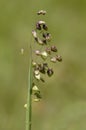 Common Quaking Grass - Briza media