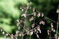 Common quaking grass Briza media Royalty Free Stock Photo
