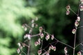 Common quaking grass Briza media Royalty Free Stock Photo