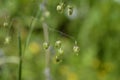 Common quaking grass Royalty Free Stock Photo