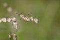 Common quaking grass Royalty Free Stock Photo