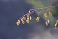 Common quaking grass