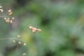 Common quaking grass Royalty Free Stock Photo