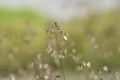 Common quaking grass Royalty Free Stock Photo