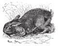 Common Rabbit Lepus cuniculus or European Rabbit vintage engraving