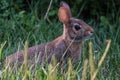 Common Rabbit Sitting Attentive in the Grass Royalty Free Stock Photo