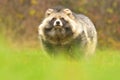 Raccoon dog common Nyctereutes procyonoides meadow Chinese Asian field closeup cute darling invasive species in Europe