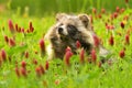 Common raccoon dog Nyctereutes procyonoides meadow Chinese Asian field closeup cute darling invasive species in Europe
