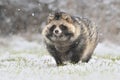 Raccoon dog common winter snow Nyctereutes procyonoides meadow Chinese Asian field closeup cute darling invasive species