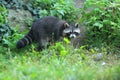 Common raccoon