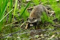 Common Raccoon - Procyon lotor Royalty Free Stock Photo