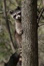 Common Raccoon - Procyon lotor Royalty Free Stock Photo