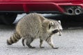 Common raccoon (Procyon Lotor) in urban areas in Toronto, Canada