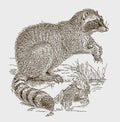 Common raccoon sitting on a rock near a water