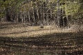 Common Raccoon Walking toward the Woods