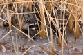 Common Raccoons Royalty Free Stock Photo