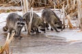 Common Raccoons Royalty Free Stock Photo