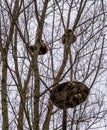 Common Raccoons sleeping high up in some trees at day time, one raccoon couple resting close together, tropical animal from