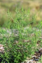 Common Ragweed 23755