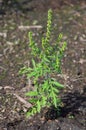 Common Ragweed