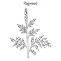 Common ragweed Ambrosia artemisiifolia Royalty Free Stock Photo