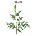 Common ragweed Ambrosia artemisiifolia Royalty Free Stock Photo