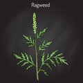 Common ragweed Ambrosia artemisiifolia Royalty Free Stock Photo