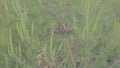 Common Ragweed - Ambrosia Artemisiifolia in bloom