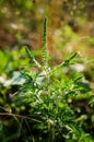 Common Ragweed