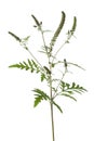 Common Ragweed plant