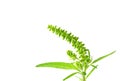 Common ragweed