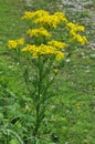 Common Ragwort