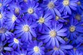 Common ragwort cineraria blue flowerbed