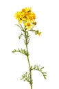 Common Ragwort flowers