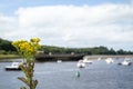 Common Ragwort growing in Ballina harbour in County Mayo - Republic of Ireland