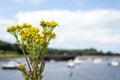 Common Ragwort growing in Ballina harbour in County Mayo - Republic of Ireland