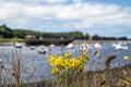 Common Ragwort growing in Ballina harbour in County Mayo - Republic of Ireland