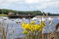 Common Ragwort growing in Ballina harbour in County Mayo - Republic of Ireland