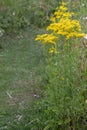 Common ragwort Jacobaea vulgaris, wildflower with yellow flowers