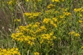 Common ragwort Jacobaea vulgaris