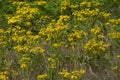 Common ragwort Jacobaea vulgaris