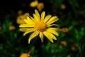 Common ragwort