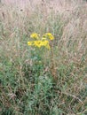 Common Ragwort - Senecio jacobaea, Norfolk, England, UK. Royalty Free Stock Photo